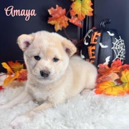 Amaya - Cream female Shiba Inu puppy in Inverness, Florida from Shore Thing Shiba’s