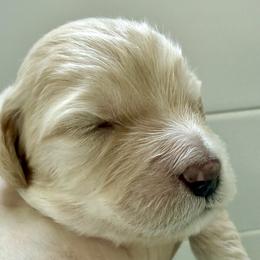 Bernedoodle, Bernese Mountain Dog, Cavalier King Charles Spaniel, Cavapoo, and Poodle Puppies from Ellas.Pups (Bernedoodles & Cavapoos)