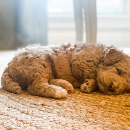 Goldendoodle Puppies from Magnolia Doodles of Southern Miss