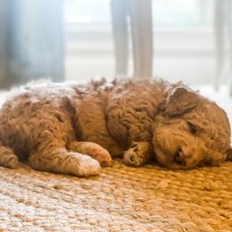 Goldendoodle Puppies from Magnolia Doodles of Southern Miss