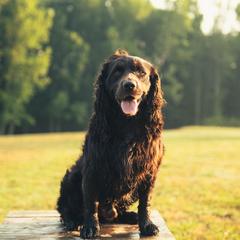 Whiskey - Boykin Spaniel