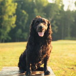 Whiskey - Boykin Spaniel