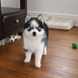 Boy 1 - Black and white male Pomsky puppy in Bolton, Connecticut from Elle Pomsky