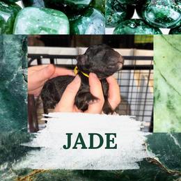 Jade - Black female Goldendoodle puppy in Prosperity, Pennsylvania from Stelladoodles & Company