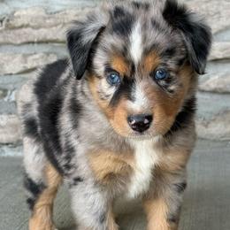 Van - Blue merle male Miniature Australian Shepherd puppy in Cunningham, Tennessee from Copper Creek Aussies