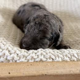 Female No. 3 Phantom Merle - Merle female Bernedoodle puppy in Modesto, California from Central Valley Canine Companions