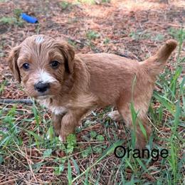 Fred - Red  male Goldendoodle puppy in Golden, Colorado from Golden Mesa Doodles