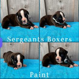 Paint - Brindle male Boxer puppy in Madisonville, Texas from Sergeant's Boxers