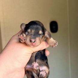 Velma - Dapple female Dachshund puppy in Hornbeck, Louisiana from A&Z Mini Dachshunds
