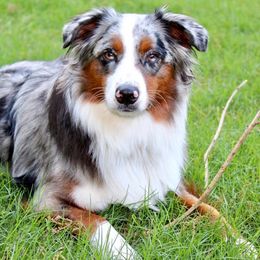 Miniature Australian Shepherd and Toy Australian Shepherd All Grown Up from 2Lazy2P Mini Aussies