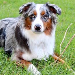 Miniature Australian Shepherd and Toy Australian Shepherd All Grown Up from 2Lazy2P Mini Aussies