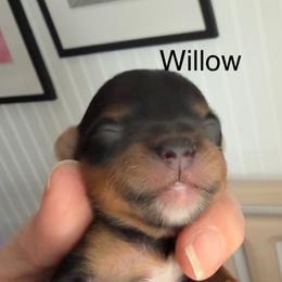 Willow - Blue and gold female Yorkshire Terrier puppy in Danielsville, Georgia from Donnas DiamondZ