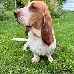 Duke - Basset Hound