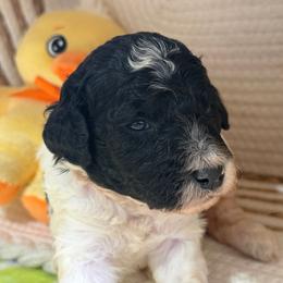 Rain - Parti male Poodle puppy in Lakeland, Florida from Gulfside Poodles