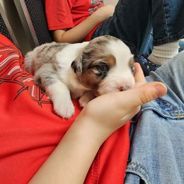 Miniature Australian Shepherd Puppies from Carter's Cuties