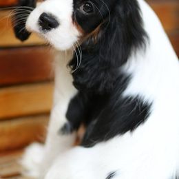 Cavalier King Charles Spaniel Puppies from Lockwood Cavaliers