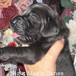 Light purple ribbon black girl - Black female Great Dane puppy in Georgia from Night Magic Danes