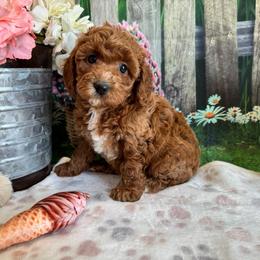 Belle - Red female Cavapoo puppy in Lebanon, Missouri from Perkins Pups