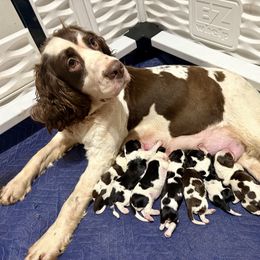 English Springer Spaniel puppies from Sherrouse English Springer Spaniels