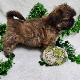 Havanese and Shih Tzu Puppies from Locust Creek Shih Tzu & Havanese