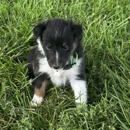 Neon yellow - Black white and tan female Shetland Sheepdog puppy in Fontanelle, Iowa from Jensen Farms Shelties