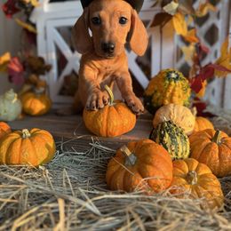 Red Boy - Red male Dachshund puppy in Wills Point, Texas from East Mini Dachshunds Texas