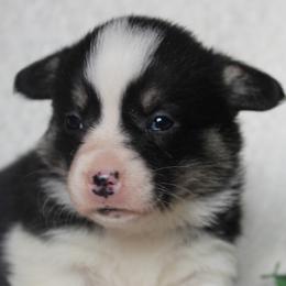 Sierra - Black and tan female Pembroke Welsh Corgi puppy in North Manchester, Indiana from Covered Bridge Corgis
