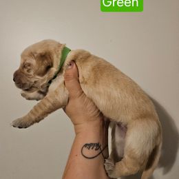 Girl 3 - Golden female Golden Retriever puppy in Hamilton, Mississippi from Keller's Retrievers