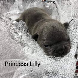 French Bulldog Puppies from Stevi Frenchies