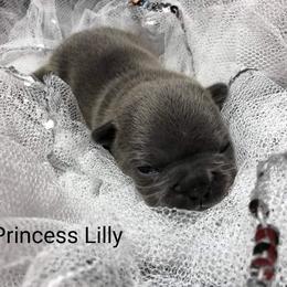 French Bulldog Puppies from Stevi Frenchies