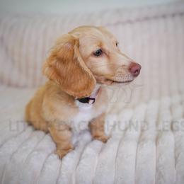 Cheyenne - Cream female Dachshund puppy in Temecula, California from Naomi Magee's Dachshund Kennel