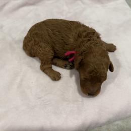 Poodle Puppies from Oodles of poodles LLC.