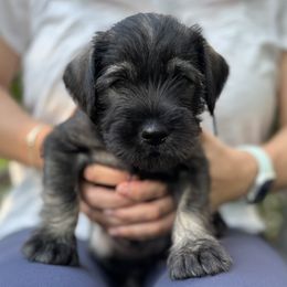Standard Schnauzer Puppies from Harbor Hill Standard Schnauzers