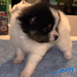 Girl 1 - White female Pomeranian puppy in Turnersville, New Jersey from MK Exquisite Poms