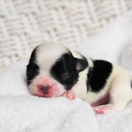 Blizzard - Black and white male Chihuahua puppy in Wayland, Michigan from MI Chihuahua