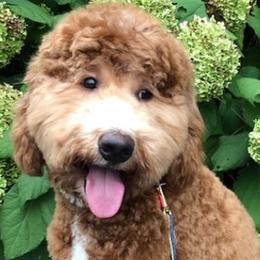 Goldendoodle adult dog