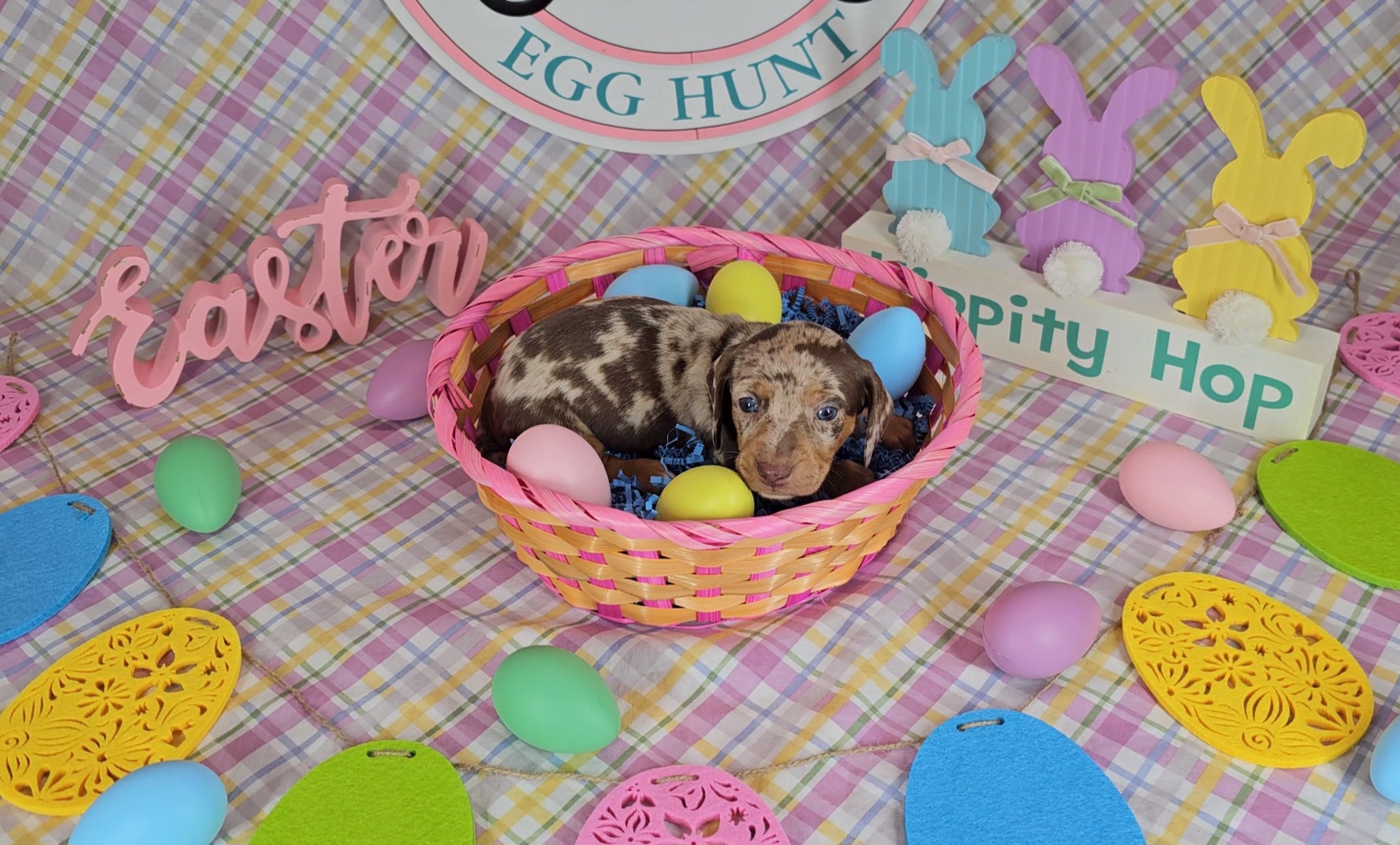 Dachshund Puppies from Newbern's Nuggets