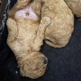 Maltipoo Puppies from Rosie’s Maltipoo’s