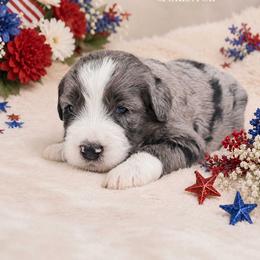 Brave - Merle male Bernedoodle puppy in Spartanburg, South Carolina from Southern Magnolia Bernedoodles