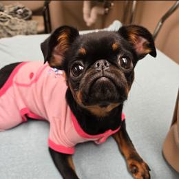 Georgie - Black and tan female Brussels Griffon puppy in Welch, Minnesota from Baringer Brussels