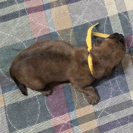 Miss Yellow - Brindle female Cairn Terrier puppy in Savannah, Missouri from WoodSchott Cairn Terriers