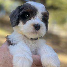 Alice - Blue merle female Bernedoodle puppy in San Juan Capistrano, California from Country Hills Doodles