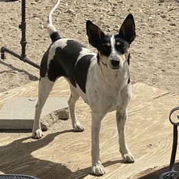 PITA - Rat Terrier