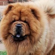 Chow Chow from DesertMoon Chows