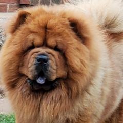 Chow Chow from DesertMoon Chows