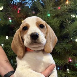 RESERVED Honeys Orange Collar - Lemon and white male Beagle puppy in Brownsville, Oregon from Beagles on the Run