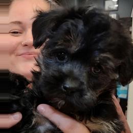 Bella - Phantom female Poodle puppy in Bartlesville, Oklahoma from Winchester's Magic Yorkipoos & Poodles