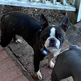 Neeka - Boston Terrier