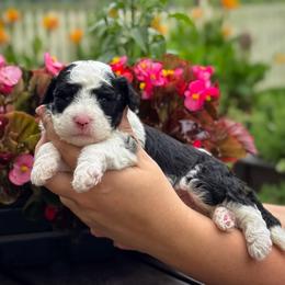 Lollipop - Black and white male Sheepadoodle puppy in Wharton, Texas from Little Fur Friends