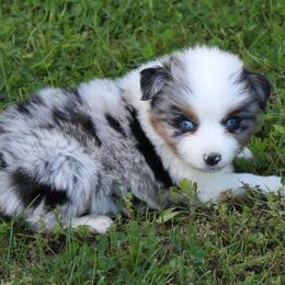 Wanda - Blue merle female Australian Shepherd puppy in Kansas, Oklahoma from Windy G Farm